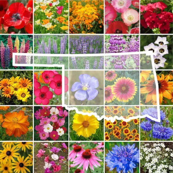 Wildflower OKLAHOMA State Flower Mix Perennials & Annuals USA Non-GMO 1000 Seeds