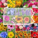 Wildflower PENNSYLVANIA State Flower Mix Perennials Annuals Non-GMO 1000 Seeds