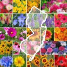 Wildflower NEW JERSEY State Flower Mix Perennials Annuals USA Non-GMO 1000 Seeds