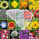 Wildflower SOUTH CAROLINA State Flower Mix Perennials Annuals Non-GMO 1000 Seeds