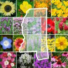 Wildflower MISSISSIPPI State Flower Mix Perennials & Annuals Non-GMO 1000 Seeds