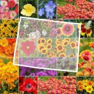 Wildflower WYOMING State Flower Mix Perennials & Annuals USA Non-GMO 1000 Seeds