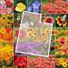 Wildflower UTAH State Flower Mix Perennials & Annuals USA Non-GMO 1000 Seeds