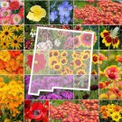 Wildflower NEW MEXICO State Flower Mix Perennials & Annuals Non-GMO 1000 Seeds