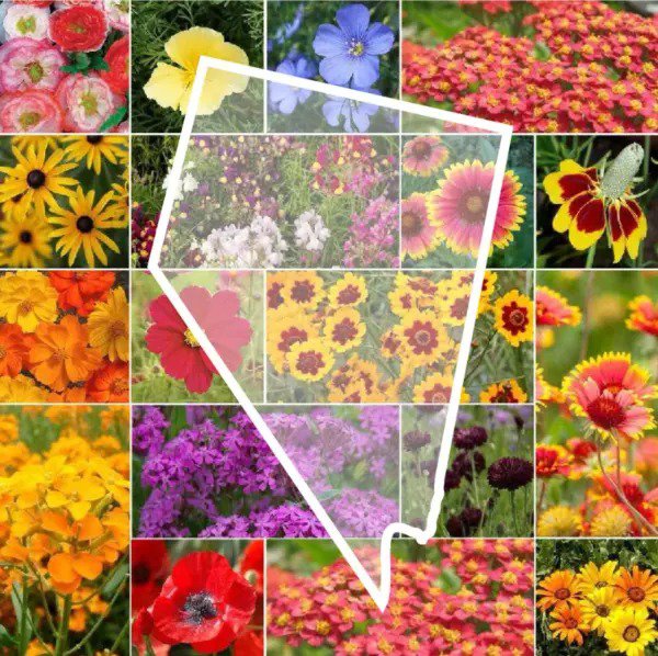 Wildflower NEVADA State Flower Mix Perennials & Annuals USA Non-GMO 1000 Seeds