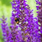 Salvia MEADOW SAGE Blue Purple Attracts Bees Hummingbirds Perennial 200+ Seeds