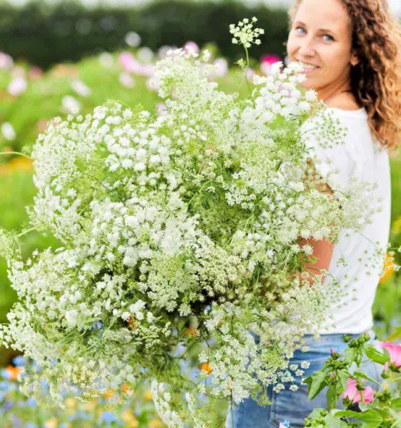 Bishop's Flower GREEN MIST Bouquets Tall Beneficial Insects Non-GMO 200 Seeds
