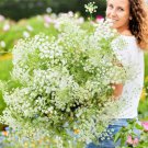 Bishop's Flower GREEN MIST Bouquets Tall Beneficial Insects Non-GMO 200 Seeds