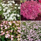 Baby's Breath MIXED COLORS Hummingbird Pollinators Non-GMO Heirloom 1000+ Seeds