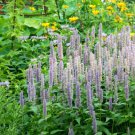 Hyssop GIANT LAVENDER BLUE Agastache Perennial Bees & Hummingbirds 200 Seeds