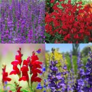 Penstemon PURPLE DREAM MIX Perennial Beardtongue Red for Hummingbirds 200+ Seeds