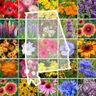 Wildflower ALABAMA State Mix Perennial & Annual 25 Types Non-GMO 1000 Seeds
