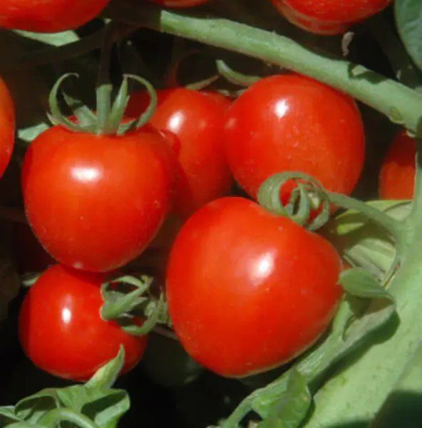 Tomato TOMATOBERRY Cherry Tomato Indeterminate Heirloom Non-GMO 100 seeds