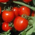 Tomato TOMATOBERRY Cherry Tomato Indeterminate Heirloom Non-GMO 100 seeds