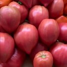 Tomato COURE DI BUE Oxheart Saucer Tomato Heirloom Indeterminate NonGMO 30 Seeds