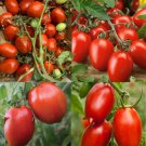 Tomato Mix CANNING Tomatoes Sauce Paste Heirloom Indeterminate Non-GMO 50 Seeds