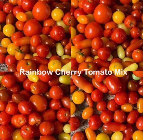 Tomato Mix RAINBOW CHERRY Tomatoes Heirloom Indeterminate Non-GMO 50 Seeds