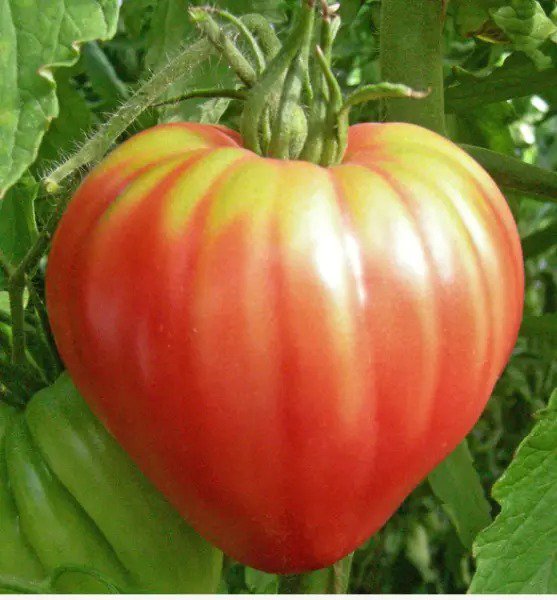 Tomato RED BULL OXHEART Indeterminate Heirloom Slicing Tomato Non-GMO 30 seeds