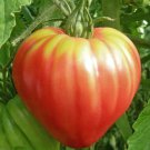 Tomato RED BULL OXHEART Indeterminate Heirloom Slicing Tomato Non-GMO 30 seeds