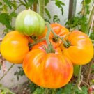Tomato HAWAIIAN PINEAPPLE BEEFSTEAK Heirloom Indeterminate USA Non-GMO 30 Seeds