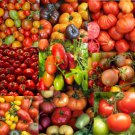 Tomato Mix DECADE OF HEIRLOOMS Heirloom Tomatoes Indeterminate Non-GMO 50 Seeds