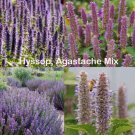 HYSSOP AGASTACHE Mix Perennial Hummingbird Bees Medicinal Non-GMO 500 Seeds