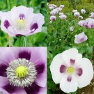 Poppy BLUE MOON White Purple Large Flowers Unique Pods Non-GMO Rare 500 Seeds