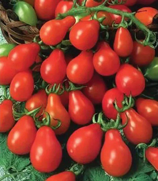 Tomato RED PEAR Indeterminate Heirloom Containers USA Non-GMO 100 seeds
