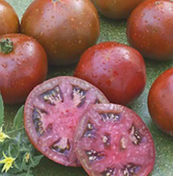 Tomato BLACK PRINCE Heirloom Russian Patio Canning Slicing Non-GMO USA 50 Seeds