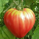 Tomato OXHEART Pink Sauce Canning Heirloom Indeterminate Non-GMO 50 Seeds
