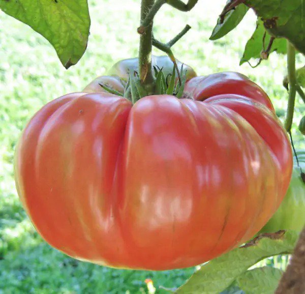 Tomato BRANDYWINE PINK Beefsteak Heirloom Indeterminate Non-GMO 50 Seeds