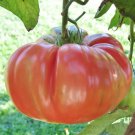 Tomato BRANDYWINE PINK Beefsteak Heirloom Indeterminate Non-GMO 50 Seeds