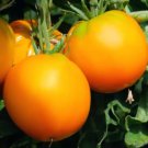 Tomato GARDEN PEACH 'Cocona' Indeterminate Heirloom Low Acid Non-GMO 50 Seeds