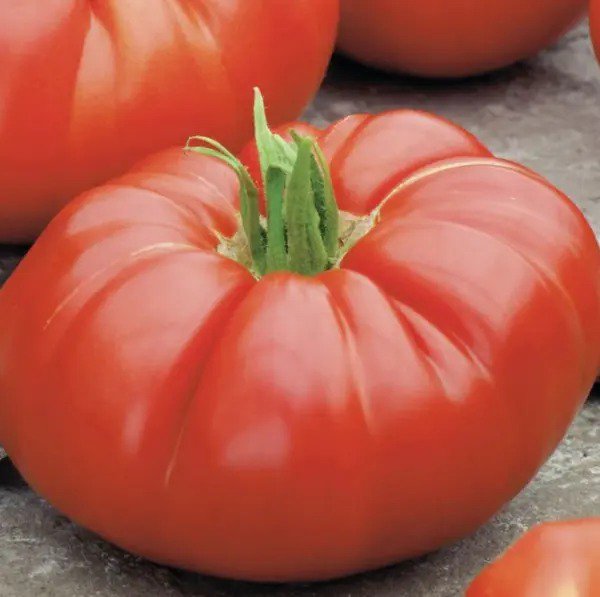 Tomato BEEFSTEAK DETERMINATE Bush Variety Heirloom Slicing USA Non-GMO 50 Seeds