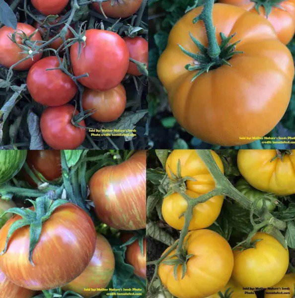 Tomato DWARF RAINBOW MIX Assorted Organic Container Gardening Non-GMO 25+ Seeds