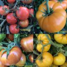 Tomato DWARF RAINBOW MIX Assorted Organic Container Gardening Non-GMO 25+ Seeds