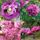 Poppy VIOLETTA BLUSH Pink/Purple LARGE BLOOMS TALL Pollinators Non-GMO 500 Seeds