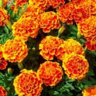 Landscaper's Pack FRENCH MARIGOLD Mixed Colors 10-15"" Tall Non-GMO 1000 Seeds