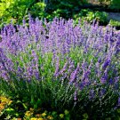 Landscaper's Pack VERA ENGLISH LAVENDER Perennial Medicinal Non-GMO 1000 Seeds