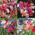 Landscaper's Pack SWEET PEA MIX Flowers Fragrant Climbing Vine NonGMO 100 Seeds