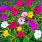 Landscapers Pack FOUR O'CLOCK MIX Perennial Flowers Evening Blooms 100 Seeds
