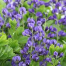 BAPTISIA Wild Indigo Blue Flowers Butterfly Host Plant Perennial NonGMO 50 Seeds