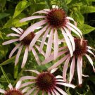 Coneflower PALE PURPLE Perennial Medicinal Pollinators Bees Non-GMO 200 Seeds