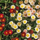 Daisy ENGLISH Mixed Color Low Grow Groundcover Borders Rock Gardens 1000 Seeds