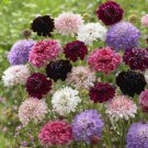 Scabiosa Pincushion Flower IMPERIAL MIX Tall Double Dried Everlasting 200 Seeds