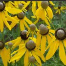Coneflower GREY-HEADED Perennial Early Blooms Pollinators Bees Non-GMO 400 Seeds
