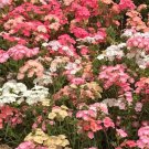 Phlox PASTEL COLORS Spring Blooms Heirloom Native USA Full Sun Non-GMO 400 Seeds