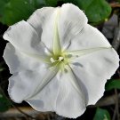 MOONFLOWER WHITE Night Flowering Vine Ipomoea alba Moths Pollinate USA 25 Seeds