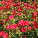 Four O’Clock HUMMINGBIRD RED Mirabilis jalapa Night Blooms Non-GMO 25 Seeds