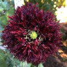 Poppy BLACK SWAN Huge Feathery Frilly Blooms Bees Love Poppies Non-GMO 500 Seeds